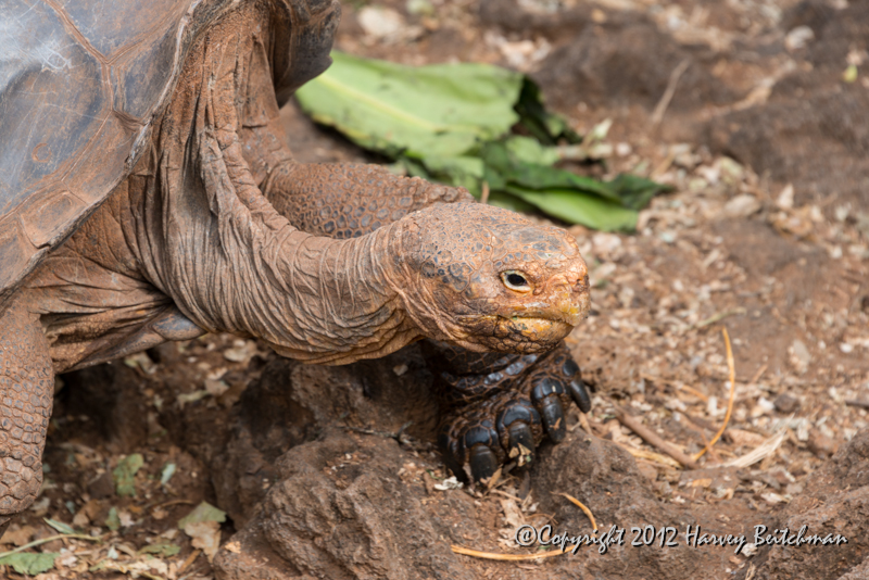 4029 Giant tortoise.jpg